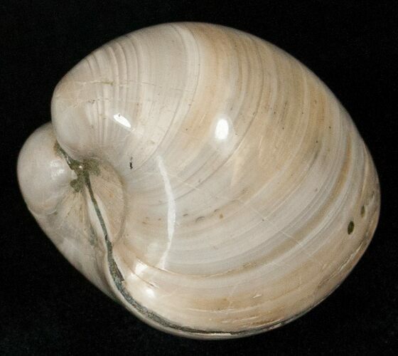 Polished Fossil Astarte Clam - Medium Size #18131